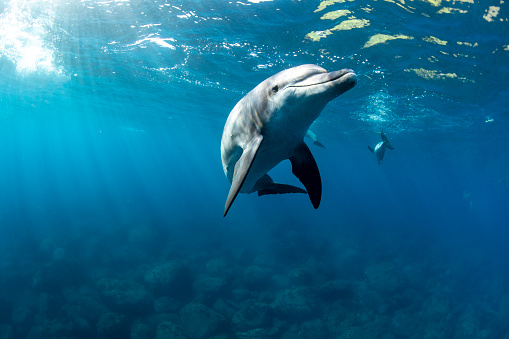 Bottle-nosed Dolphin swimming