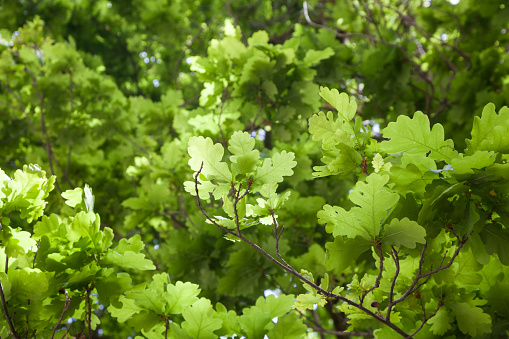 green leaves background in spring season