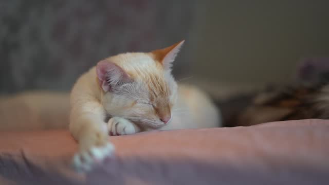Adorable Sleepy White Kitty Cat on Bed