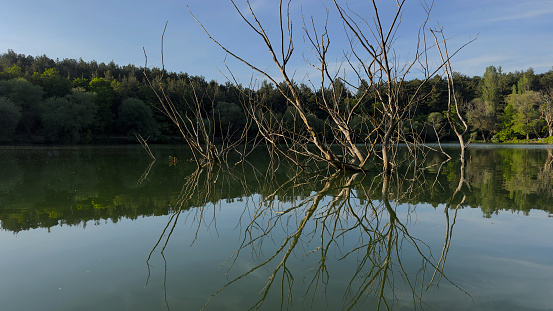 dead tree branches in the lake