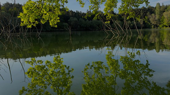 reflection of pine tree on lake