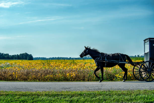 istock Amish Horse and Buggy with Soybean Field 1703094208