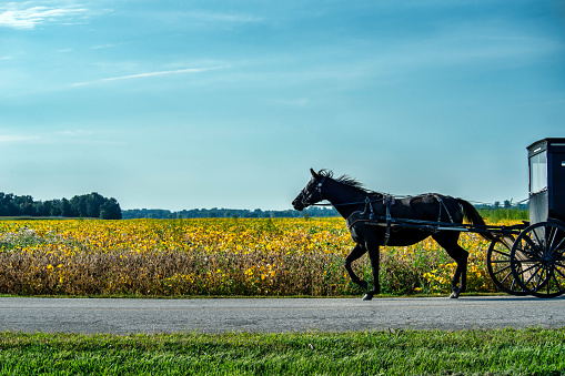Amish horse and buggy coming into frame. Copy Space. Rural road in autumn as the soybean leaves turn colors.