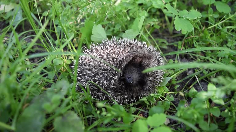 Face of a hedgehog close-up, on a natural background. prickly European hedgehog against the background of green grass