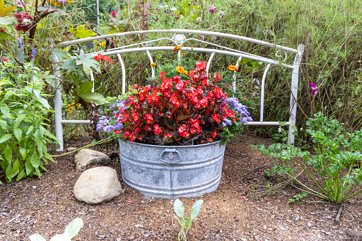 Flowers in a wash tub all of which is in a flower garden.