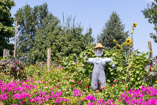 Well-dressed scarecrow protecting the crops.