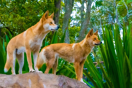 Dingo pair, Canis lupus dingo