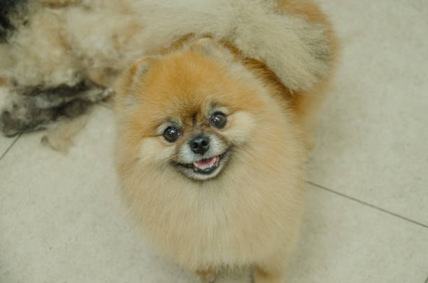 istock Little Dog Red Spitz Portrait. 1703119841