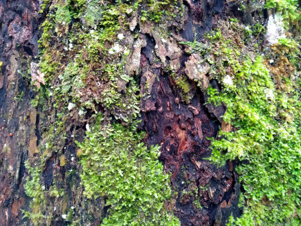 istock Moss texture background. Green moss sticks to the tree. Green moss in the forest. Moss background for decoration 1703120452