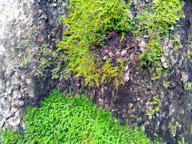 Moss texture background. Green moss sticks to the tree. Green moss in the forest. Moss background for decoration