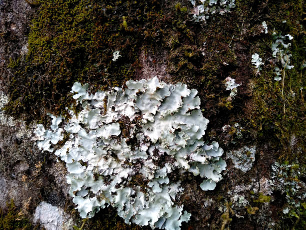 istock Moss texture background. Green moss sticks to the tree. Green moss in the forest. Moss background for decoration 1703122287