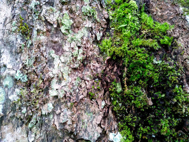 istock Moss texture background. Green moss sticks to the tree. Green moss in the forest. Moss background for decoration 1703122921