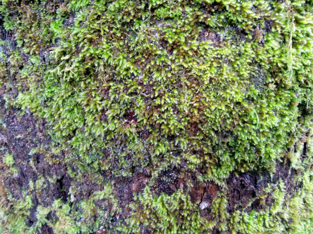 istock Moss texture background. Green moss sticks to the tree. Green moss in the forest. Moss background for decoration 1703124540