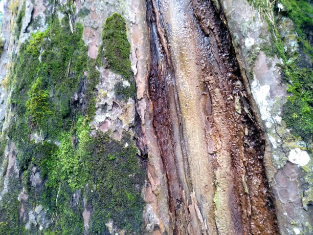 istock Moss texture background. Green moss sticks to the tree. Green moss in the forest. Moss background for decoration 1703124652