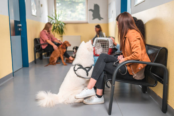 istock People With Animales At The Veterinary 1703130264