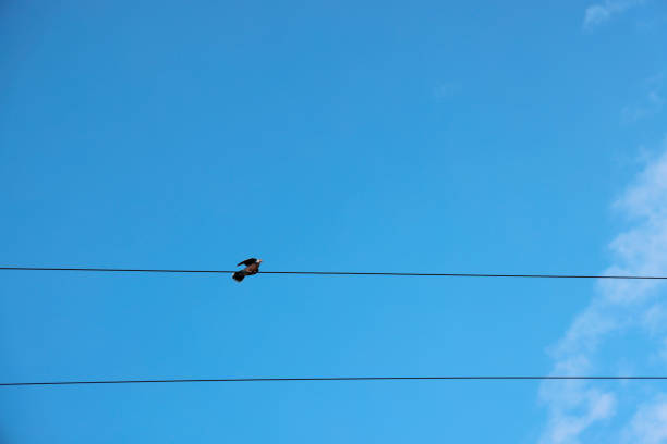 Electric wire and pigeon