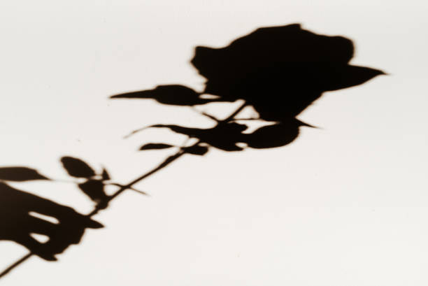 istock Shadow of a rose 1703167674