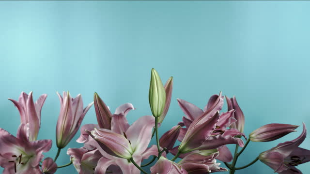 Beautiful pale lily flowers blooming on blue background