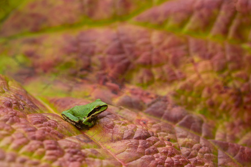 A tiny green Pacific chorus frog rests on a colorful Darmera leaf in early autumn