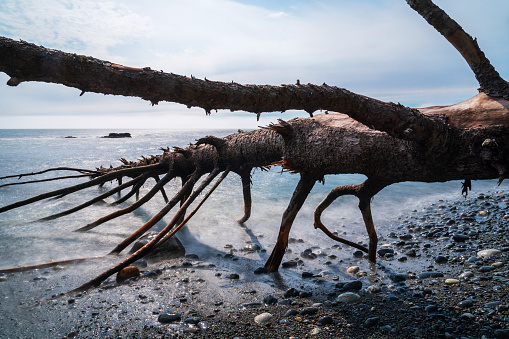 The end of a large driftwood log above a gravel beach with the ocean in the background.