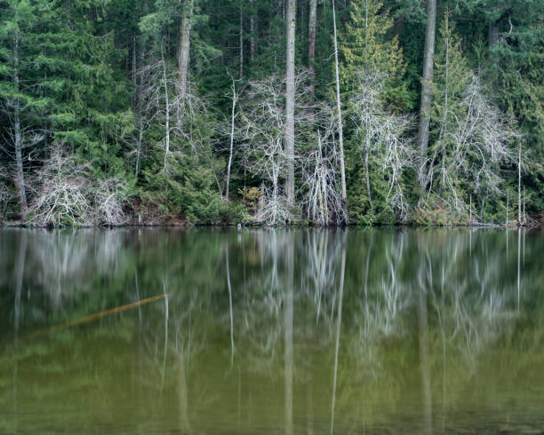 istock Durrance Lake Victoria BC 1703183406