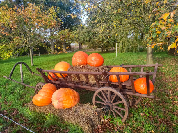 istock Pumpkins prepared for Halloween in Germany 1703189258