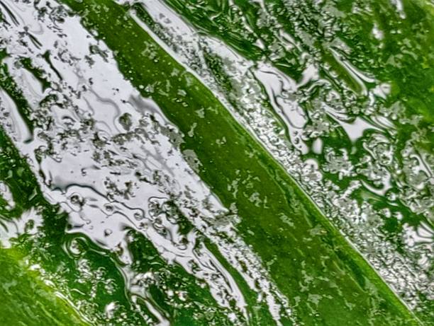 istock Pattern of wet leaves and color water. 1703190339