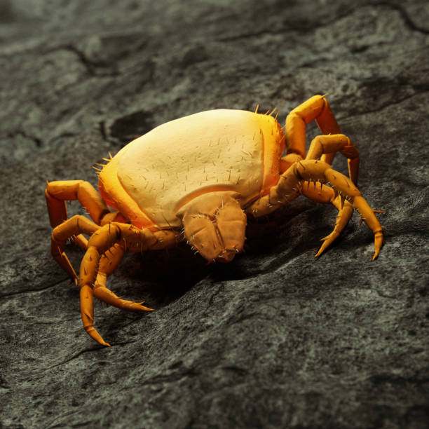istock 3D illustration of a detailed tick: SEM Electron Microscope Replica in orange colour 1703194823