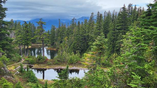 istock Beautiful alphine lake surrounded by pine trees and colorful grass and bush 1703198392