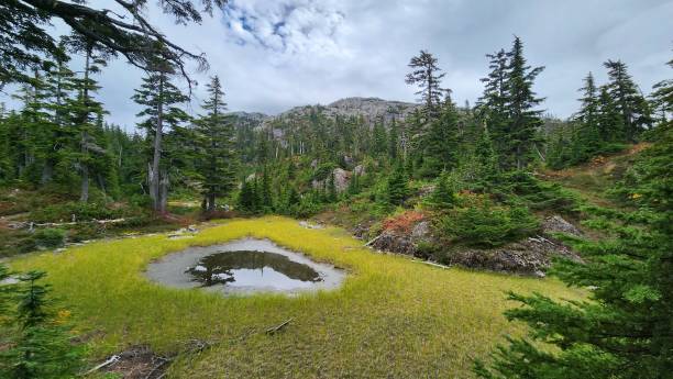 istock Beautiful alphine lake surrounded by pine trees and colorful grass and bush 1703198394