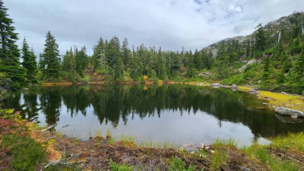 istock Beautiful alphine lake surrounded by pine trees and colorful grass and bush 1703198398