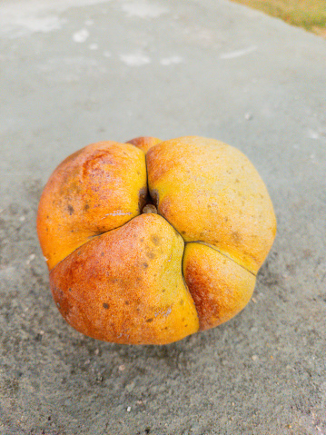 fruit known as elephant apple in a square in Rio de Janeiro Brazil.