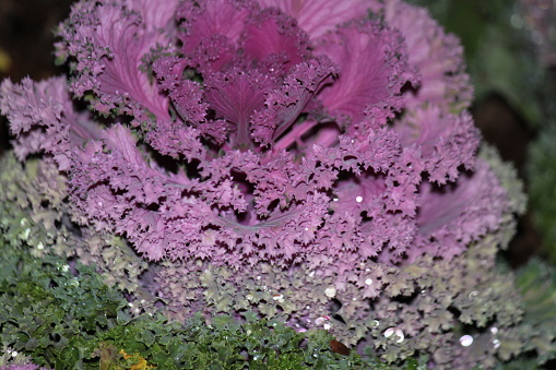 Purple Kale Plant with water drops.