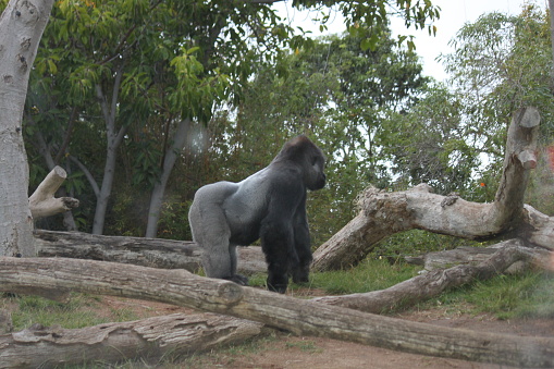 Western Silverback Gorilla Great Ape primate.