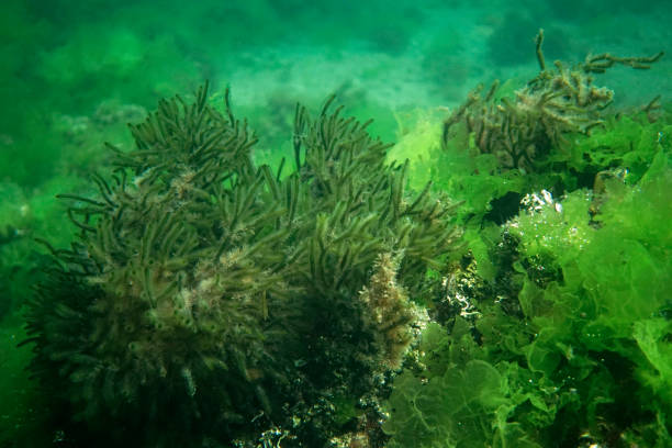 istock Green algae in the Sea of Marmara 1703214548