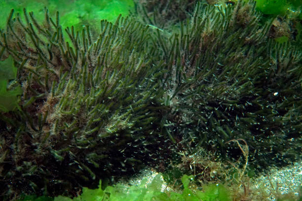 istock Plankton and Green algae in the Sea of Marmara 1703214549
