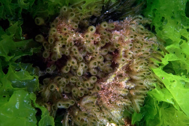 istock Algae background in the Sea of Marmara 1703214553