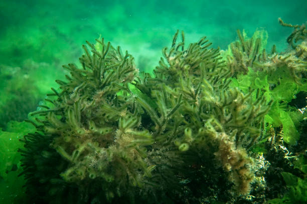 istock Green algae background in the Sea of Marmara 1703214562