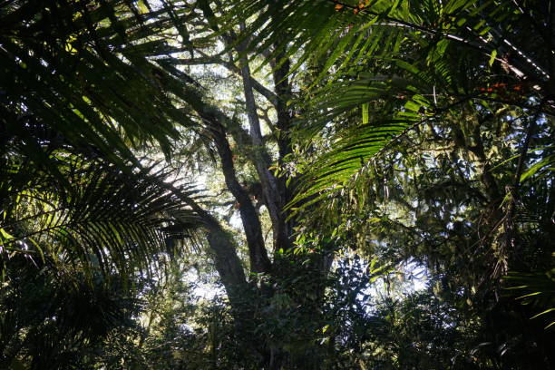 джунгли - 7946 стоковые фото и изображения