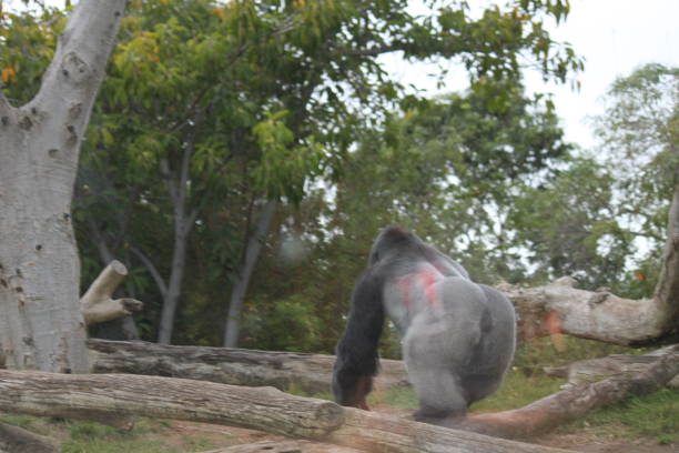 Gorila Grande Macaco - foto de acervo