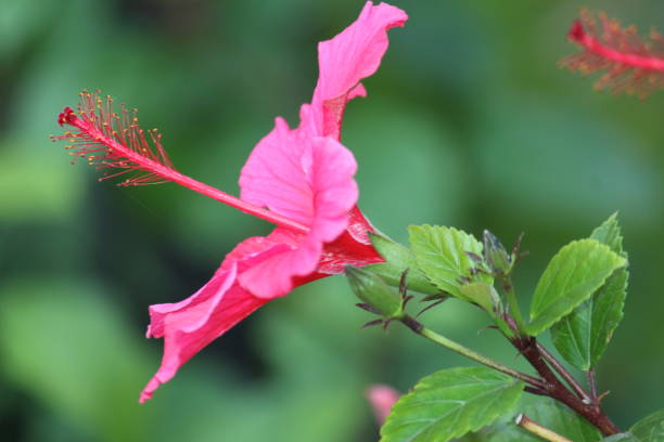 Flor de Hibisco - foto de acervo