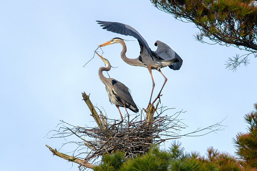 A pair of Great Blue Herons constructing their nest in the early spring in Methuen Massachusetts.