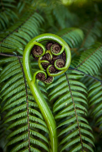 New shoot of fern frond on New Zealand tree fern The koru (Māori for 'loop or coil') is a spiral shape based on the appearance of a new unfurling silver fern frond. It is an integral symbol in Māori art, carving and tattooing, where it symbolises new life, growth, strength and peace. koru pattern stock pictures, royalty-free photos & images