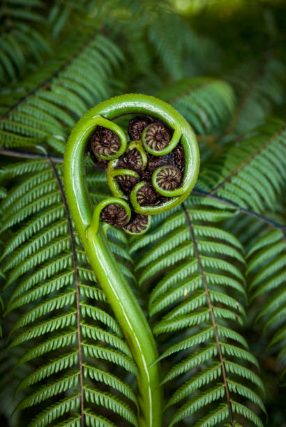 Koru Frond Koru Frond