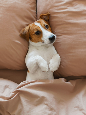 Cute dog Jack Russell Terrier lies on a bed and looks at the camera in Kyiv, Kyiv city, Ukraine