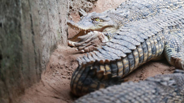 istock close up of a crocodile sunbathing in captivity 1703256434