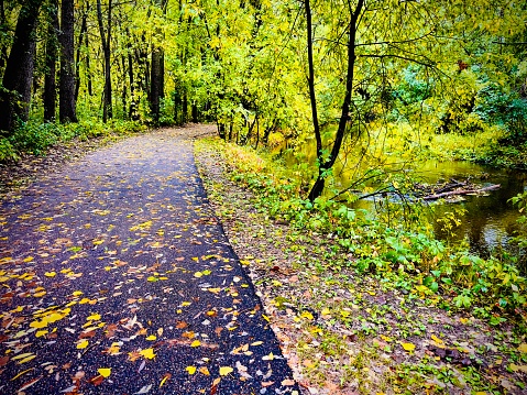 Paved walkway in lush green foliage.