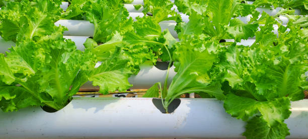 istock Green leaf lettuce farm that plant as hydroponics method. Hydroponic of lettuce farm growing in greenhouse 1703267221