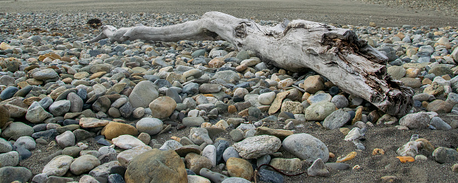 Big dry trunk surrounded by rock at low tide beach, cabo san pablo, tierra del fuego, argentina