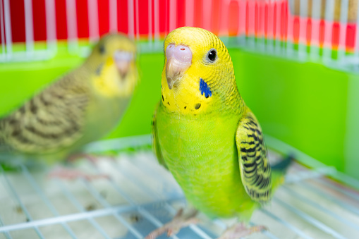 two budgerigars in a cage